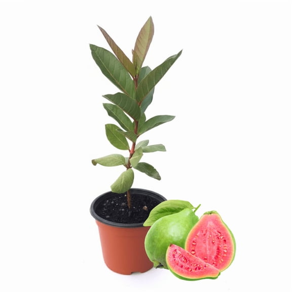 Red Guava Tree Live Plant, Guava Plant, 12 - 16 Inches Tall, Sweet Fruit, Suitable for Edible Garden