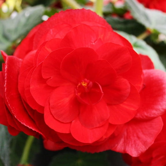 Red Hanging Basket Begonia Flower Bulbs - 3 Bulbs per Pack - Pleasantly Scented - Deer Resistant, Grows Well In Containers - Easy to Grow Live Plants - Outdoor Garden