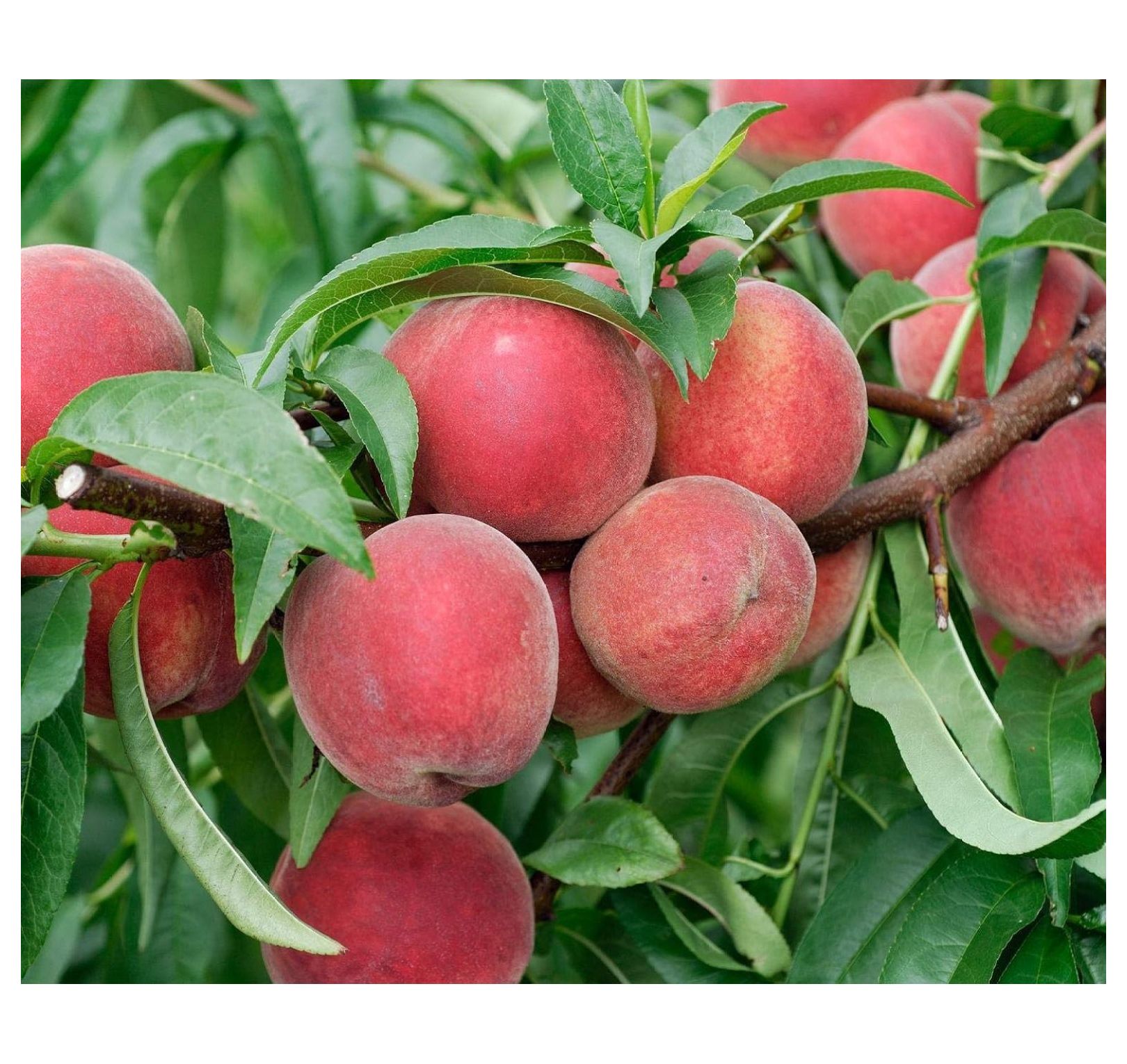 Red Haven Dwarf Peach Tree Self Pollinating Live Fruit Plant Shipped 3 Feet Tall by Drevy