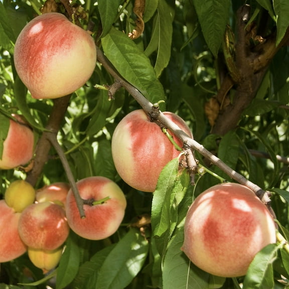 Red Haven Peach Live Bareroot Fruit Tree (1-Pack)