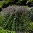 thumbnail image 1 of Red Head Fountain Grass - Pennisetum - Gallon Pot, 1 of 2