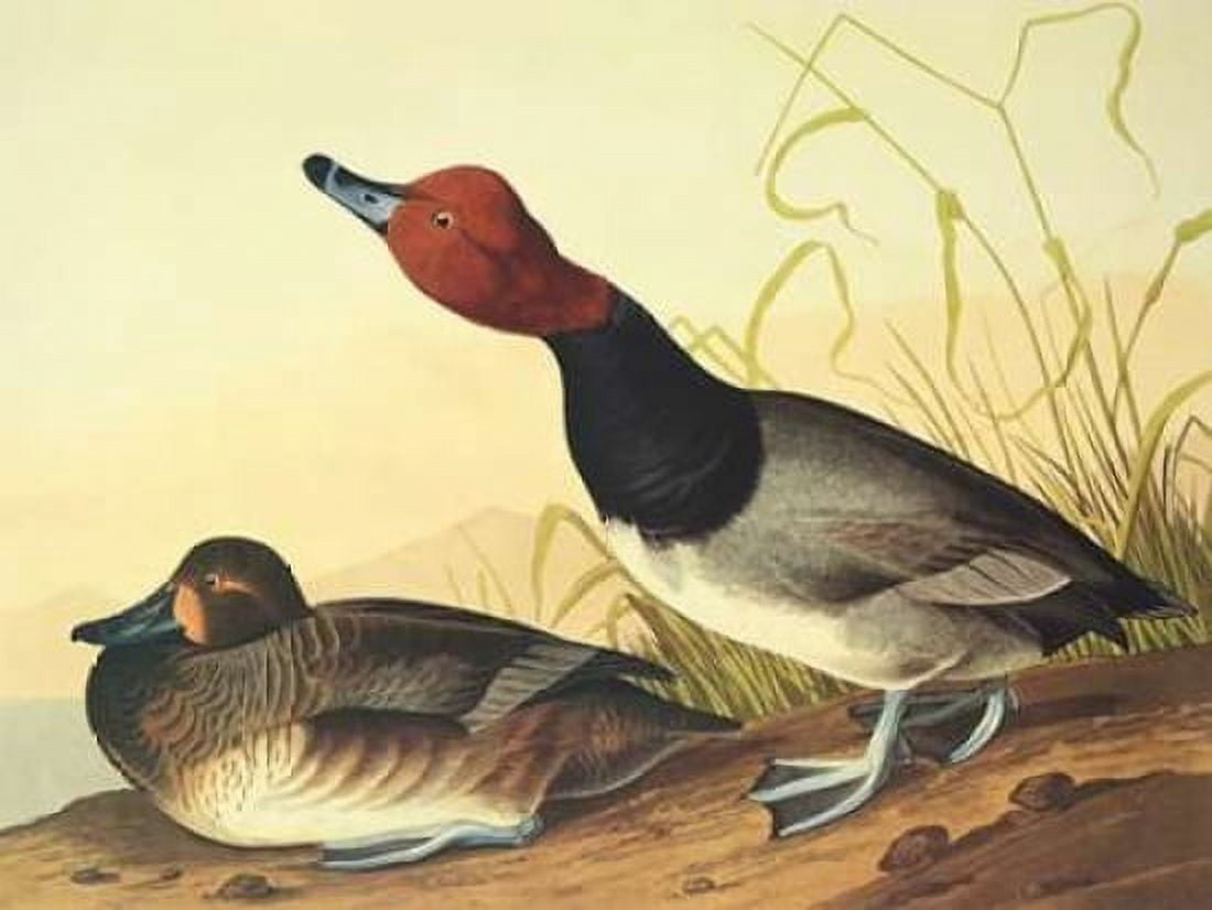 Red-Headed Duck Canvas Art - John James Audubon (18 x 24)