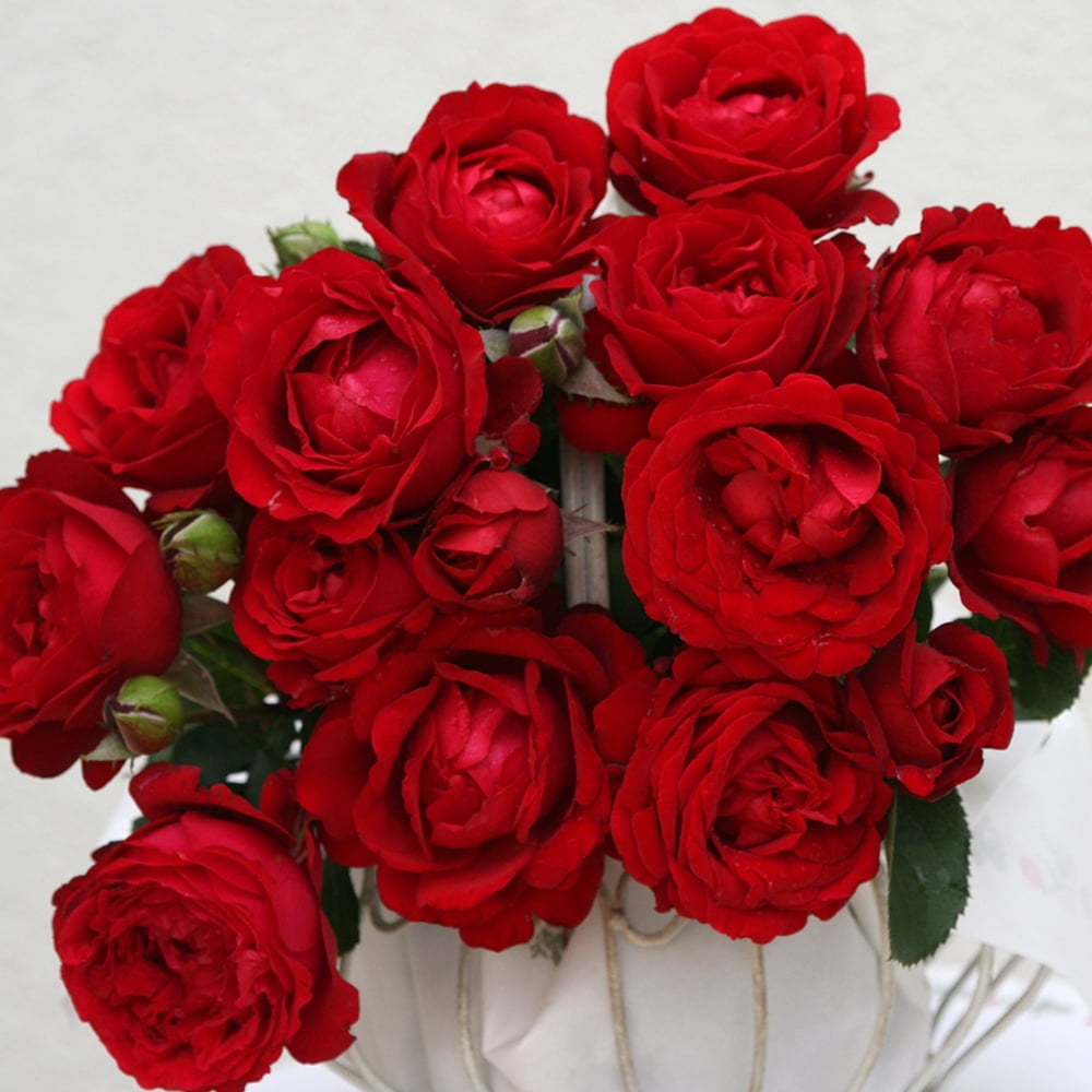 Red Heirloom Roses Live Plant, Lightly Fragrant - Walmart.com