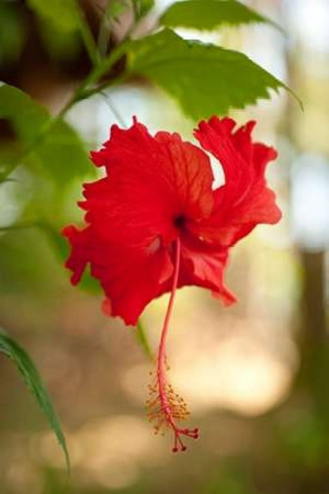 Red Hibiscus Canvas Art - Erin Berzel (24 x 36)