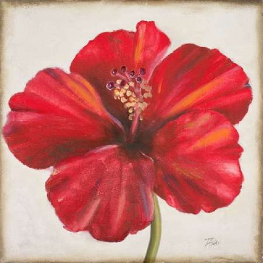 Red Hibiscus Canvas Art - Patricia Pinto (24 x 24)