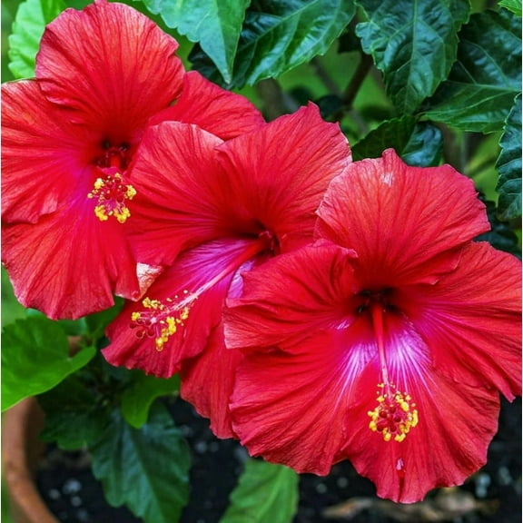 Red Hibiscus Start Live Plant 5-7" Tall Seedling Plant Red Hibiscus Flower Plant Perennial Flowering Shrub Outdoor Indoor Garden