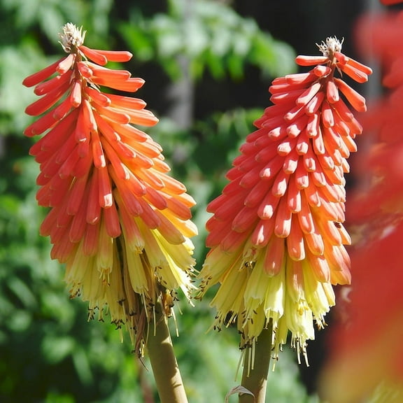 Red Hot Poker - Torch Lilies Flower Bulbs Value Bag - 3 Lily Roots per Pack - Deer Resistant - Good as Cut Flowers - Naturalizing - Perennializing - Easy to Grow Live Plants - Outdoor Garden