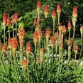 thumbnail image 1 of Red Hot Poker - Torch Lily Root - Attracts Butterflies and Hummingbirds - Deer Resistant - Good as Cut Flowers - Naturalizing - Perennializing - Easy to Grow Live Plants - Outdoor Garden, 1 of 5