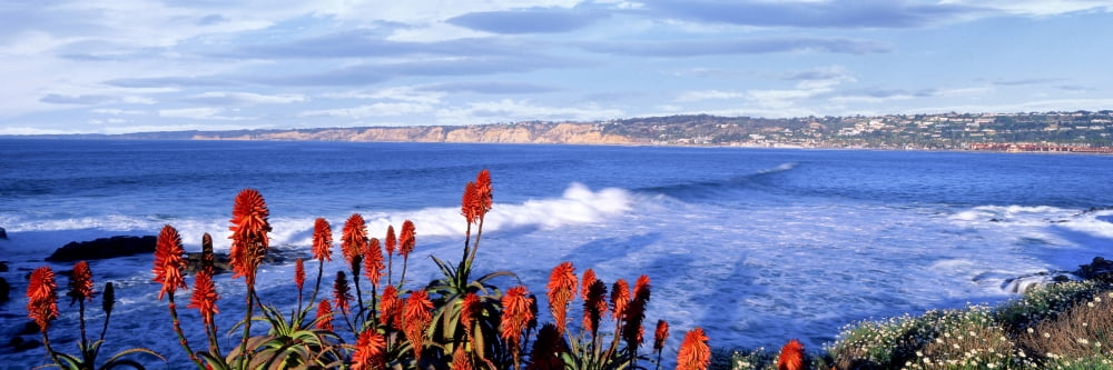 Red Hot Poker (Torch Lily) flowers at shoreline San Diego-La Jolla Underwater Park Torrey Pines La Jolla San Diego San Diego County California USA Canvas Art - Panoramic Images (27 x 9)