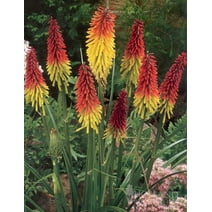 Red Hot Poker - Torch Lily