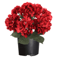 thumbnail image 1 of Red Hydrangea Live Plant, Hardy Flowering Shrub, 1 of 6