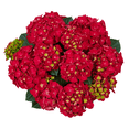 thumbnail image 1 of Red Hydrangea Plant, Hardy Flowering Shrub with Vibrant Red Blooms - 2 Gallon, 1 of 7