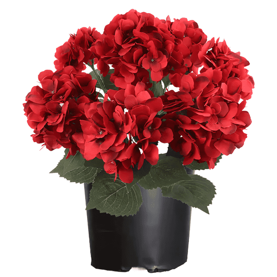 Red Hydrangea Live Shrubs, Hardy Flowering Shrub, Vibrant Red Blooms