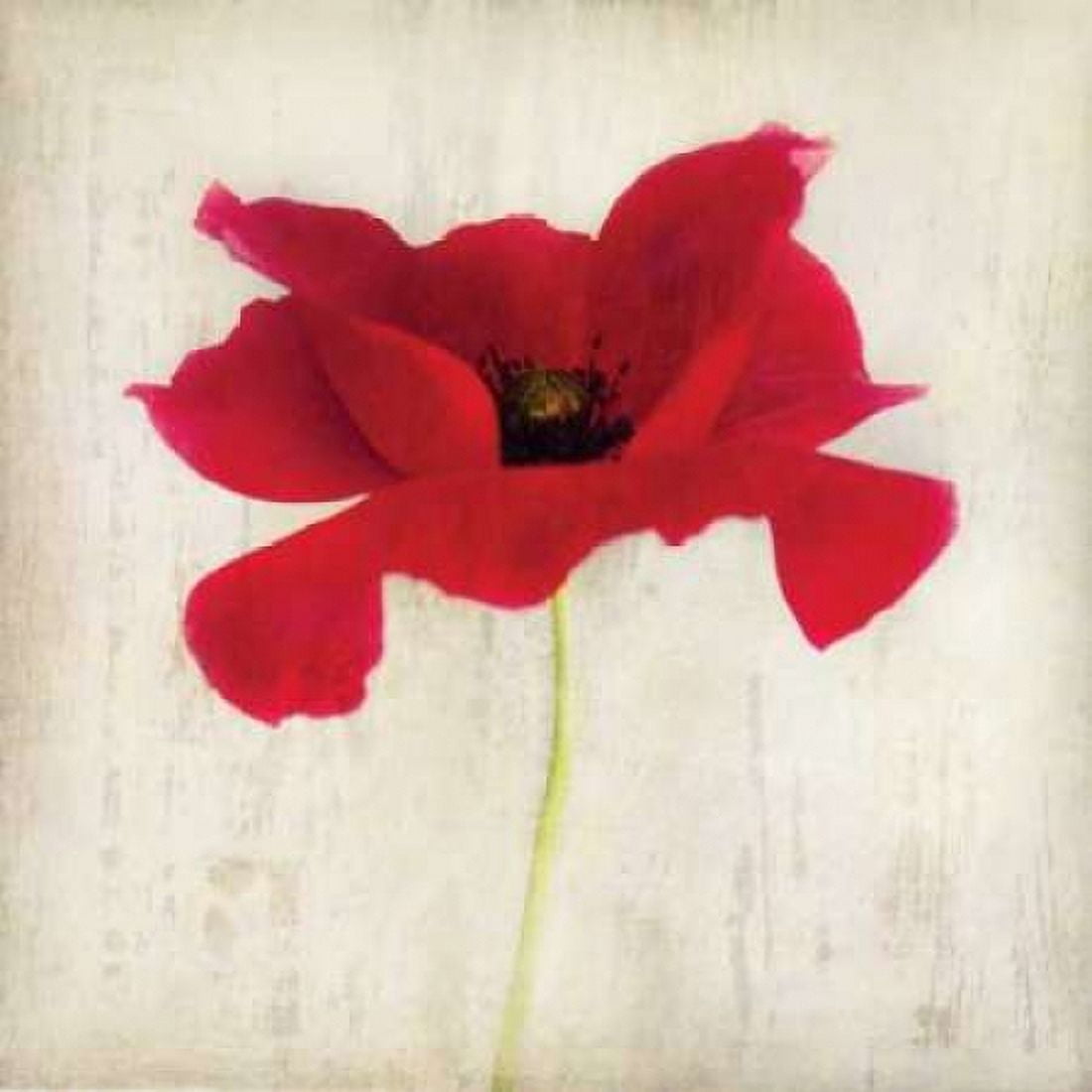 Red I Canvas Art - Amy Melious (24 x 24)