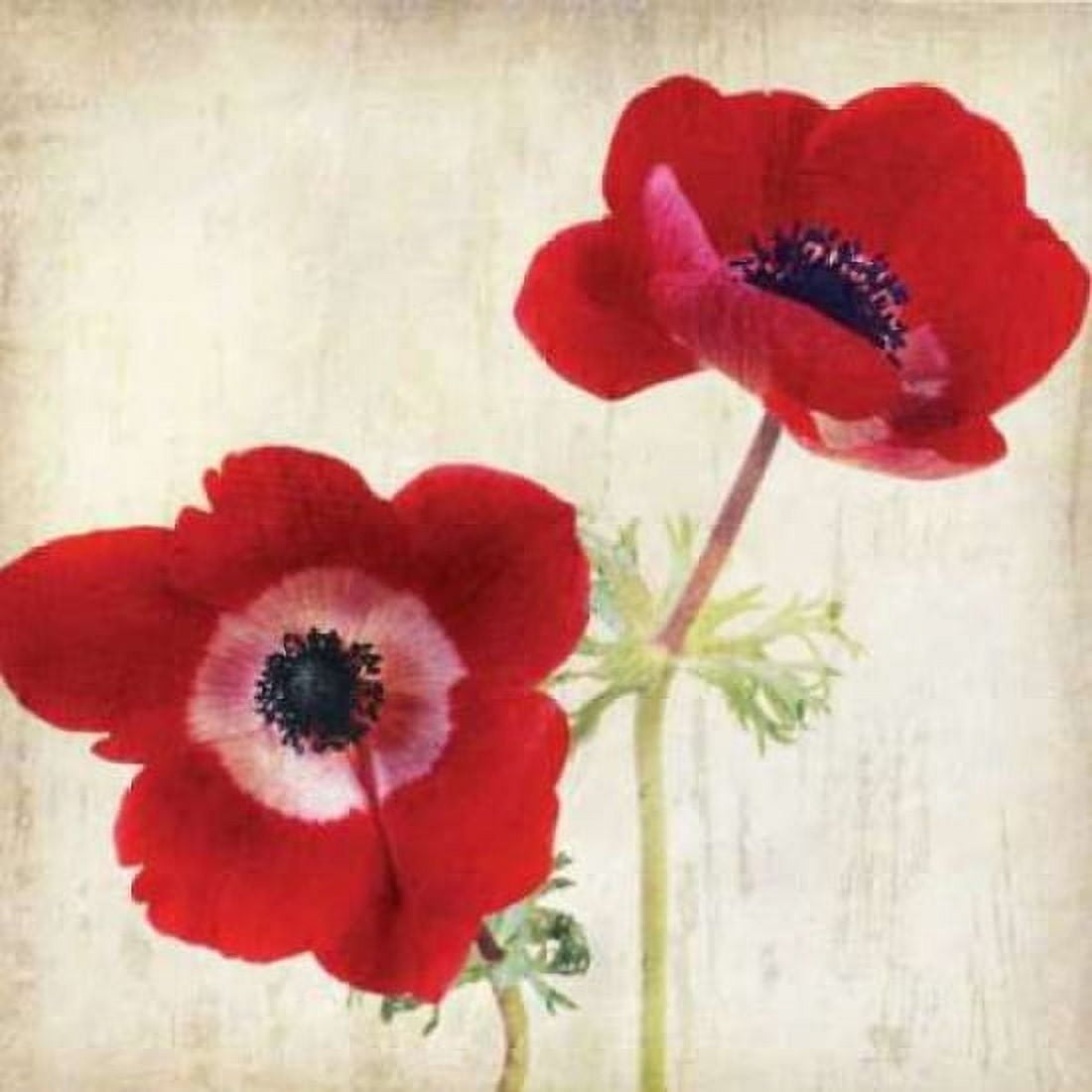 Red II Canvas Art - Amy Melious (24 x 24)