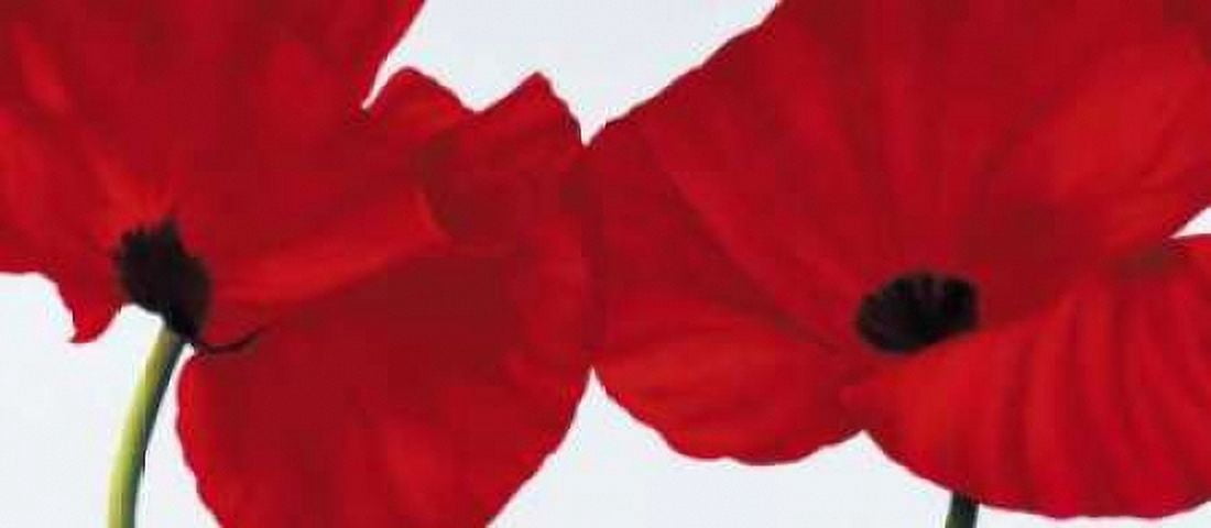 Red II - poppies Canvas Art - Yvonne Poelstra-Holzhaus (24 x 48)