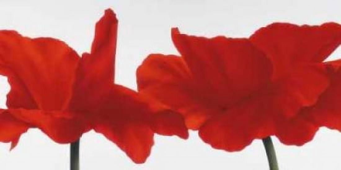 Red III Canvas Art - Yvonne Poelstra-Holzhaus (10 x 20)