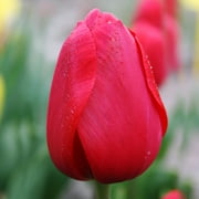 Holland Bulb Farms Hybrid Tulip Plant Bulbs 6 Count, Vibrant Red Blooms