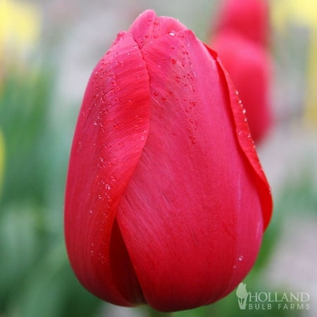Red Impression Tulip Flower Bulbs Value Bag - 35 Bulbs Per Pack - Good as Cut Flowers - Perennializing - Easy to Grow Live Plants - Outdoor Garden