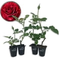 thumbnail image 1 of Red Intuition Rose Bush - 4 Live Starter Plants in 2 Inch Pots - Beautifully Fragrant Heirloom Rose from Florida - A Versatile Beauty with a Rich Fragrance, 1 of 6