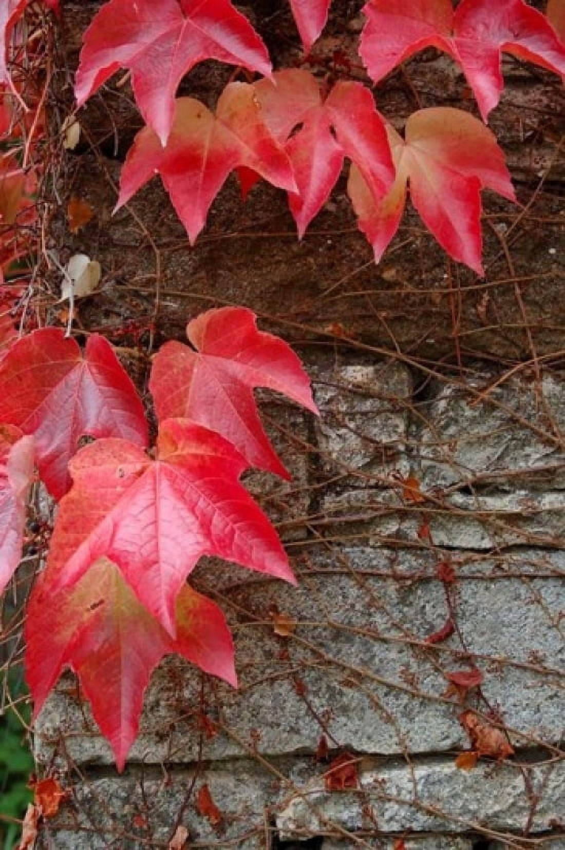 Red Ivy on Stone Wall Canvas Art - Lisa S Engelbrecht DanitaDelimont (24 x 36)