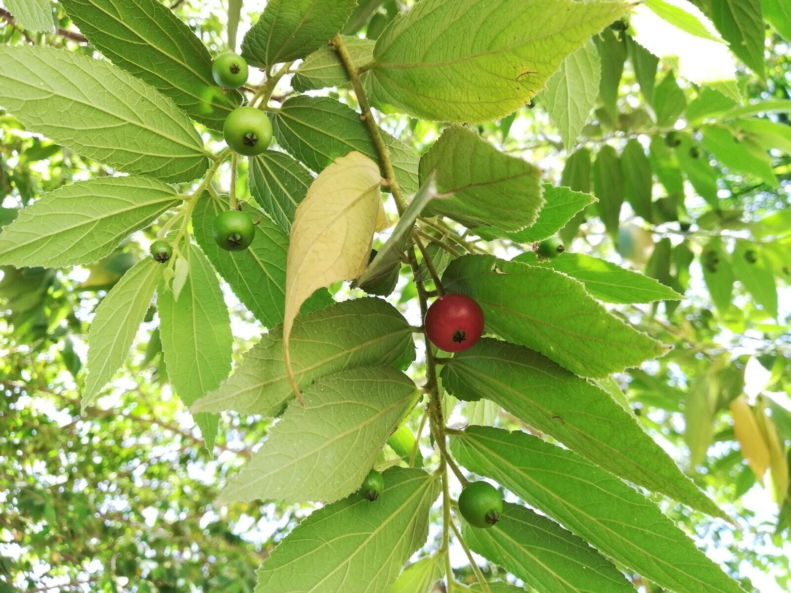 Red Jamaican Cherry (Strawberry Tree) Muntingia calabura Live Plant