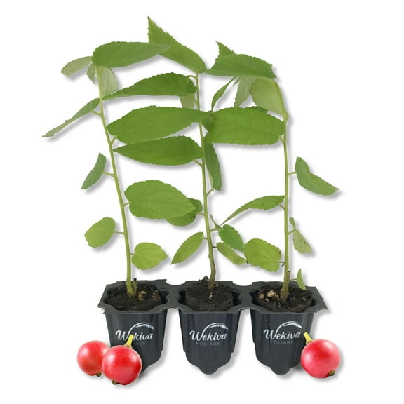 Red Jamaican Cherry Tree - Strawberry Tree - 3 Live Starter Plants - Muntingia Calabura - Edible Fruit Bearing Tree for The Patio and Garden