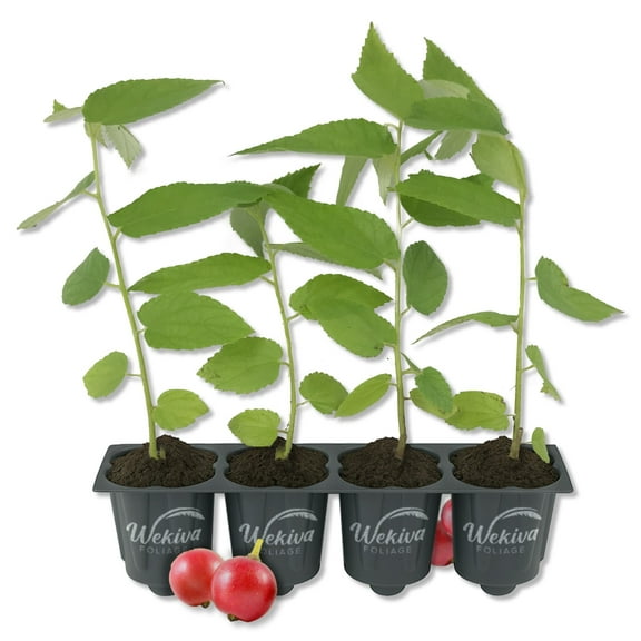 Red Jamaican Cherry Tree - Strawberry Tree - 4 Live Starter Plants - Muntingia Calabura - Edible Fruit Bearing Tree for The Patio and Garden