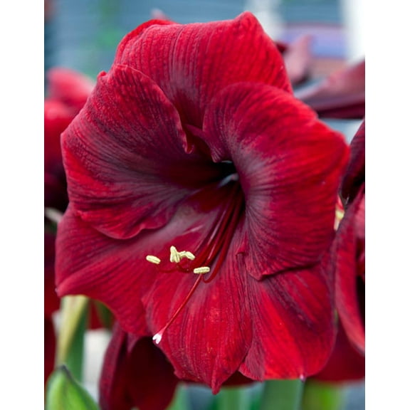 Red Jumbo Amaryllis