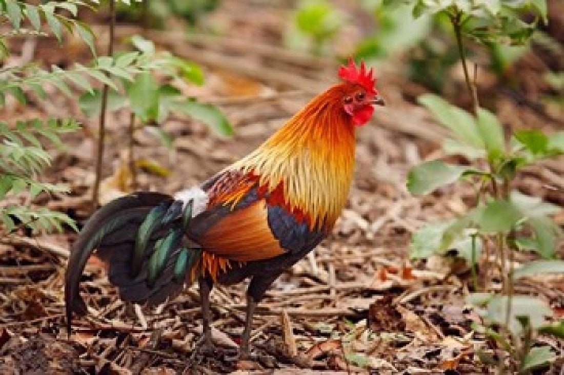 Red Jungle Fowl Corbett National Park India Canvas Art - Jagdeep Rajput DanitaDelimont (26 x 18)