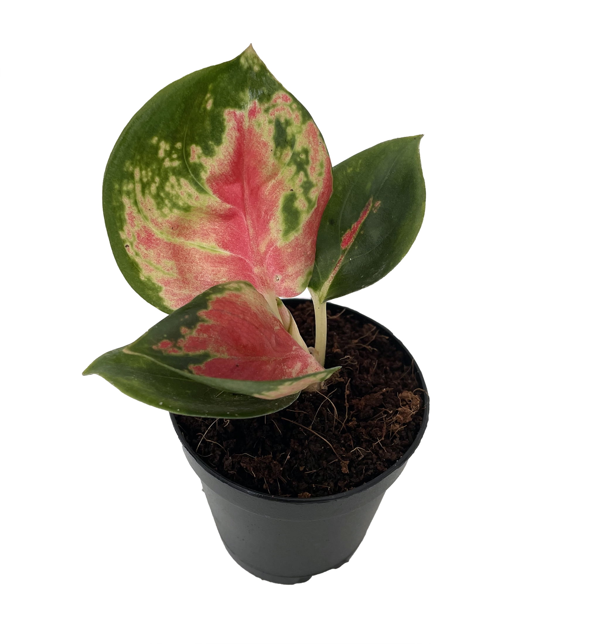 Red King Chinese Evergreen Plant - Aglaonema - 2