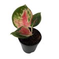 thumbnail image 1 of Red King Chinese Evergreen Plant - Aglaonema - 2" Pot - Collector's Series, 1 of 3