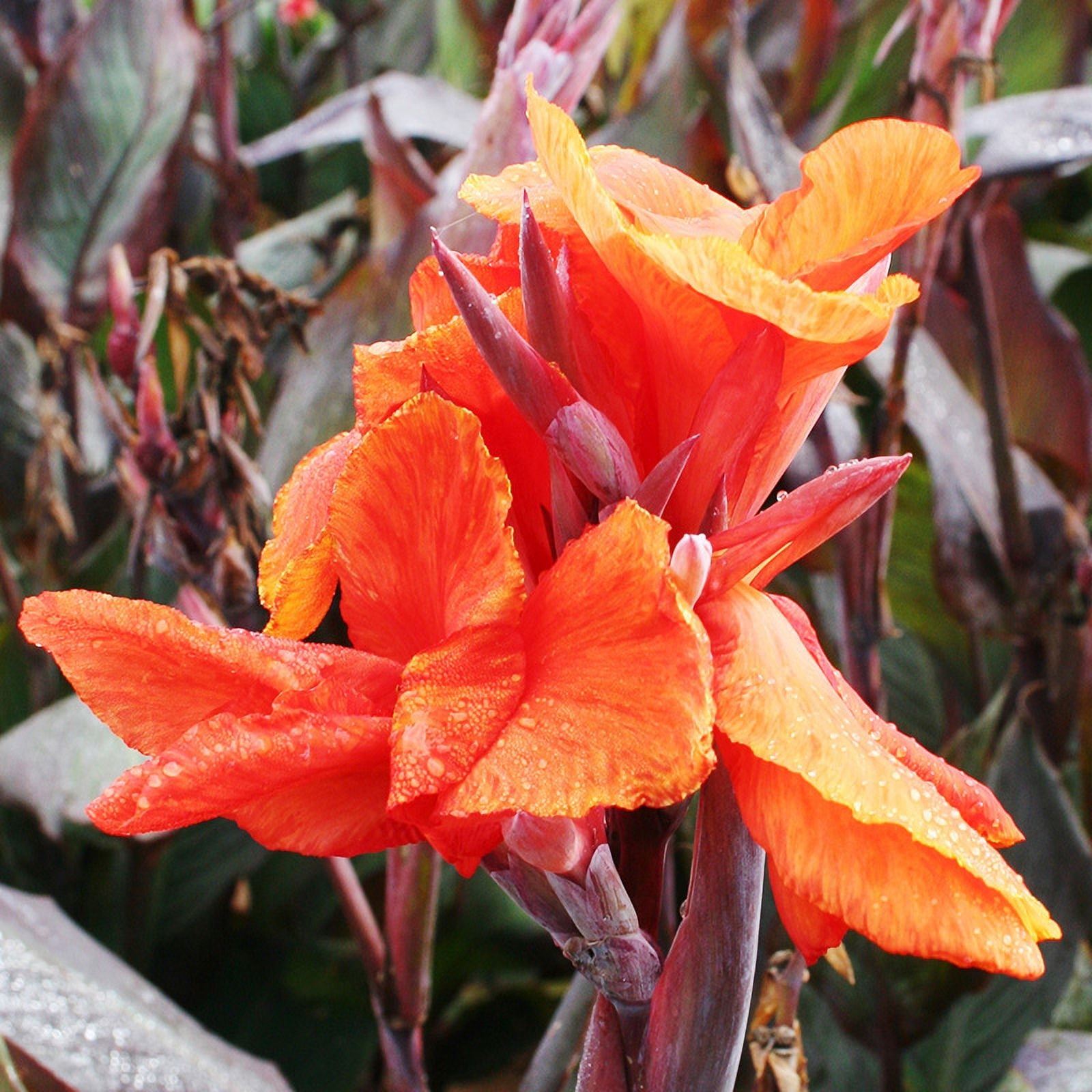 Red King Humbert Canna Flower Bulbs - 3 Bulbs per Pack - Attracts Butterflies and Hummingbird - Deer Resistant - Grows Well In Containers - Easy to Grow Live Plants - Outdoor Garden