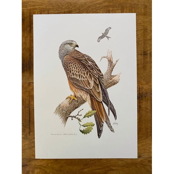 Red Kite Bird Print, Antique Ornithology Poster, Unframed Paper Poster 8x10in