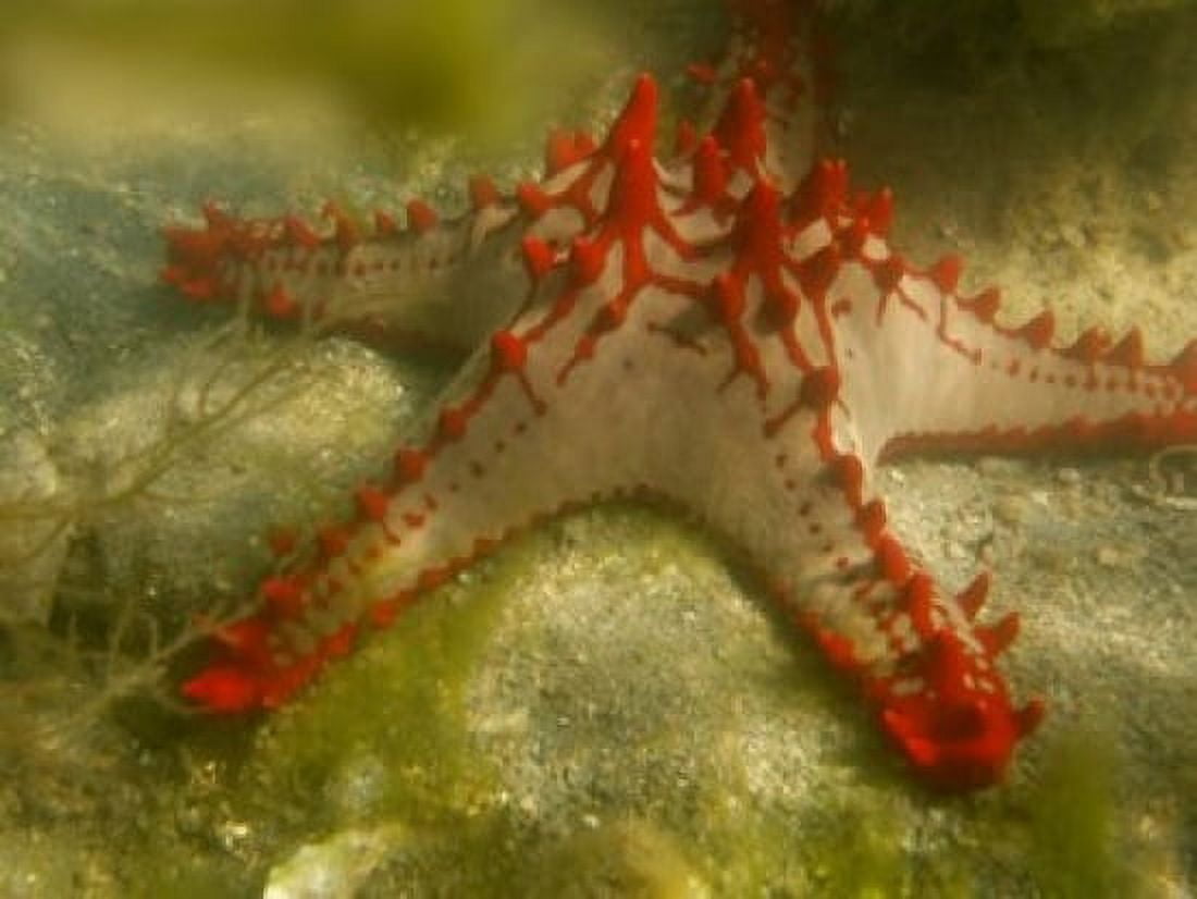 Red Knobbed Starfish Madagascar Africa Canvas Art - Tananarive Aubert DanitaDelimont (17 x 13)