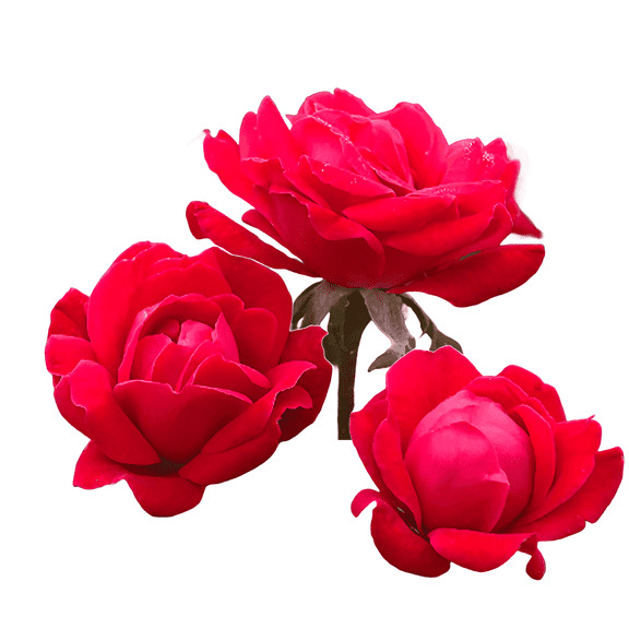 Knock Out Red Rose Bush Live Shrubs, Hardy Flowering Shrub with Clusters of Red Blooms
