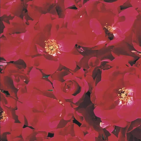 Red Knockout Shrub Rose Dormant Bare Root Shrub (1-Pack)