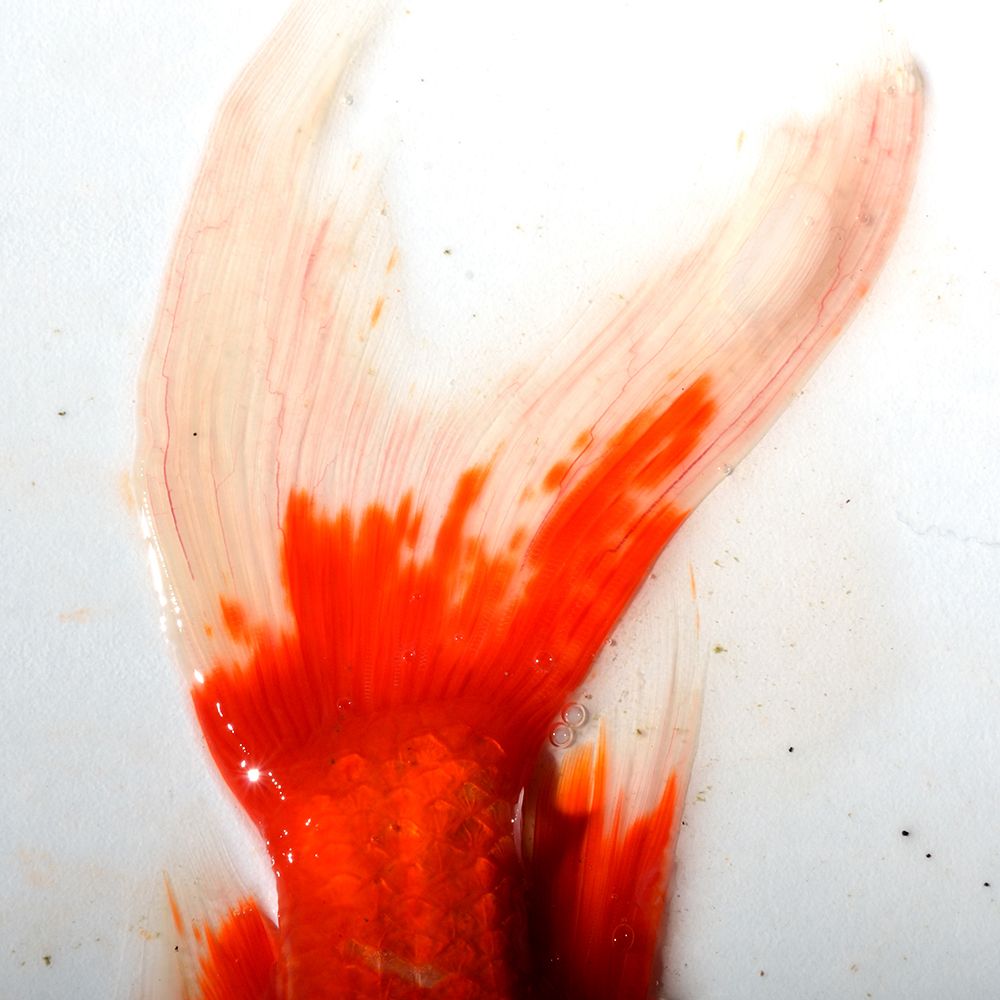 Red Koi Tail Poster Print - Artographie (24 x 24) - Walmart.com