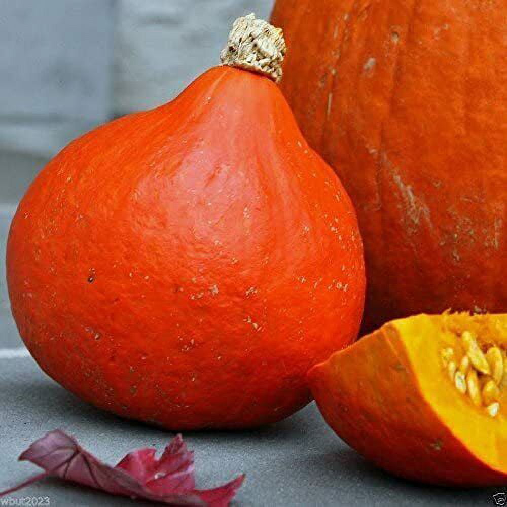 Red Kuri Squash Seeds NonGMO Vegetable Seeds 1122, 20 Seeds 5