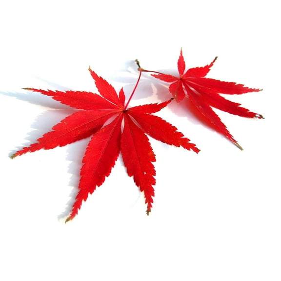 Red Lace Leaf Japanese Maple 30 Seeds - Acer Palmatum Atropurpureum Dissectum Seeds, Laceleaf Japanese Maple Tree Seeds, Japanese Tree Seeds for Planting