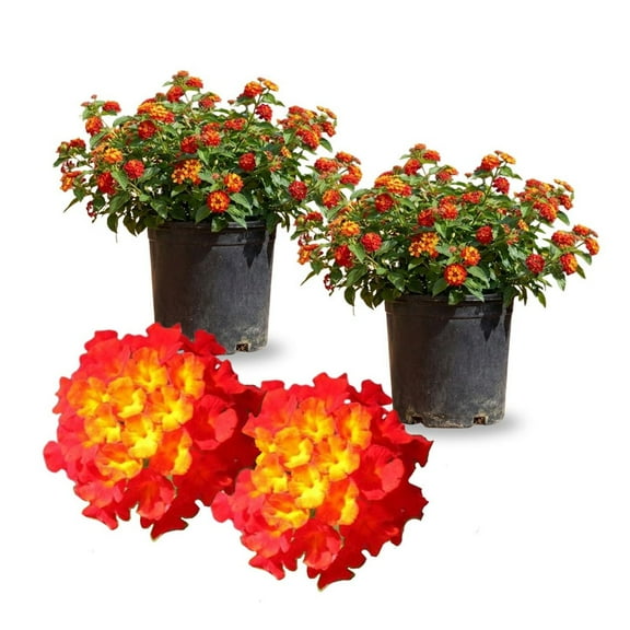 Red Lantana Plant Live, Vibrant Red Flowers, Lantana Tree for Garden or Balcony