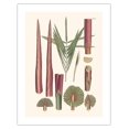 thumbnail image 1 of Red Latan Palm Tree (Latania Lontaroides) - Leaves and Stems - Vintage Botanical Illustration by Carl Friedrich Philipp von Martius c.1820s - Bamboo Fine Art 290gsm Paper (Unframed) 17x22in, 1 of 4