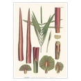 thumbnail image 1 of Red Latan Palm Tree (Latania Lontaroides) - Leaves and Stems - Vintage Botanical Illustration by Carl Friedrich Philipp von Martius c.1820s - Master Art Print 10in x 14in, 1 of 4