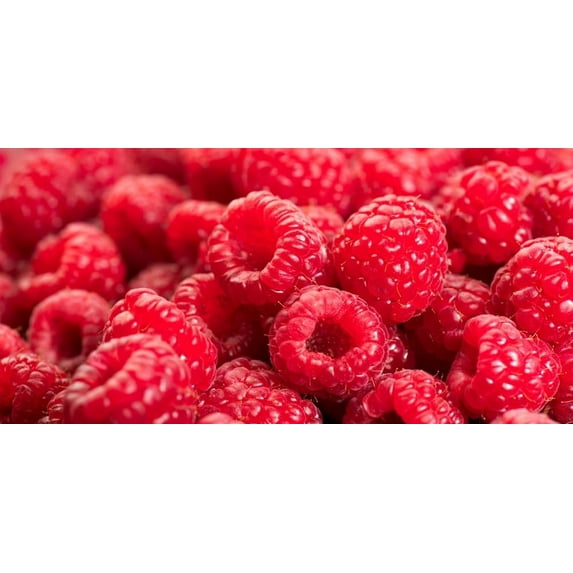 Red Latham Raspberry Seedling 2 Seedlings