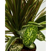Red Leaf Dragon Plant Collection (Dracaena)