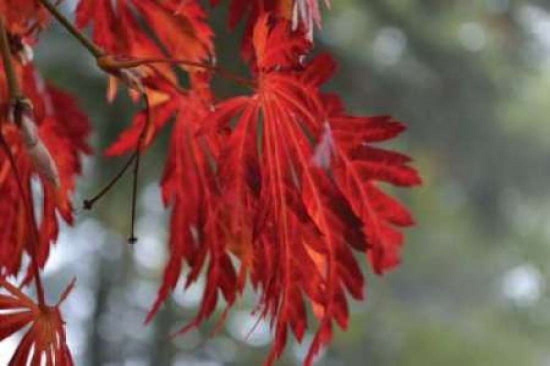 Red Leaves Canvas Art - Brian Moore (24 x 36)