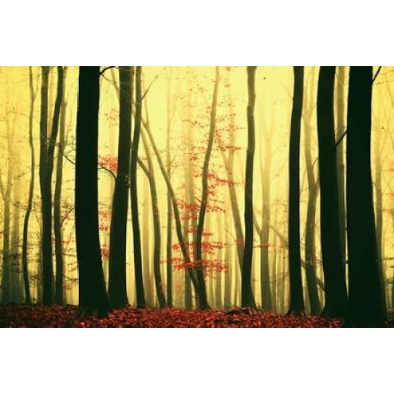 Red Leaves Poster Print by Lars Van de Goor (12 x 18)