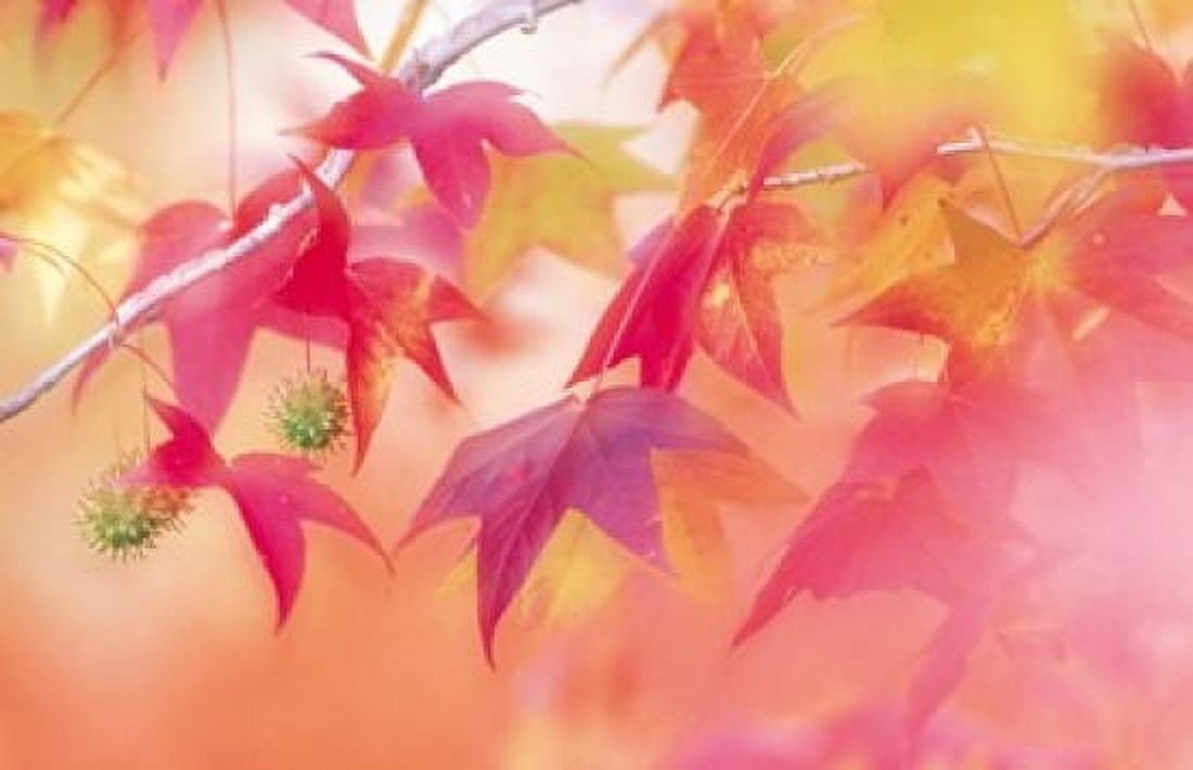 Red Leaves with Backlit Autumn Canvas Art - Panoramic Images (16 x 11)