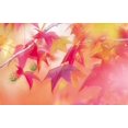thumbnail image 1 of Red Leaves with Backlit, Autumn Poster Print by Panoramic Images (16 x 11), 1 of 1