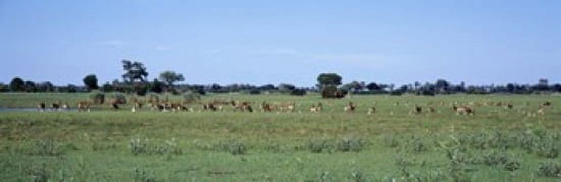 Red Lechwee Moremi Game Reserve Botswana Africa Canvas Art - Panoramic Images (18 x 6)